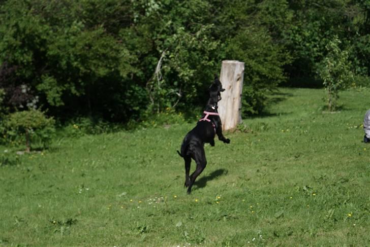 Grand danois Majsens Lea - Lea - Juni 2010 billede 6