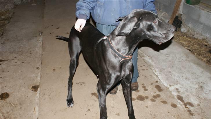 Grand danois Majsens Lea - Lea - Juni 2010 billede 7