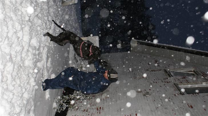 Grand danois Majsens Lea - Lea - Vinter 2010-11 billede 8