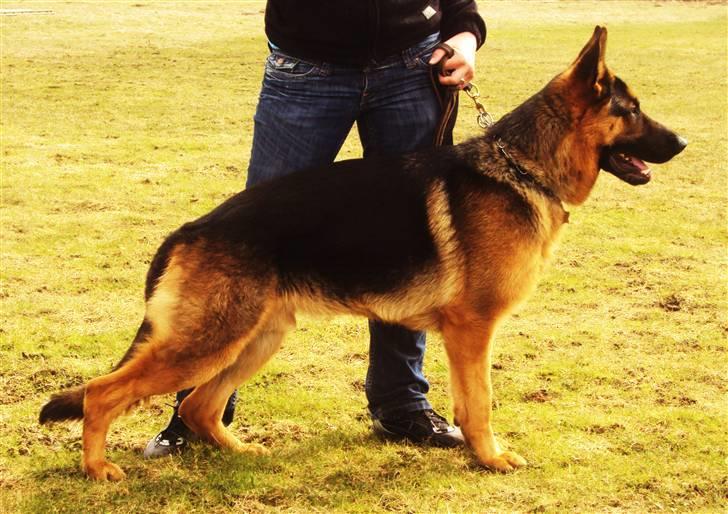 Schæferhund Cato billede 2