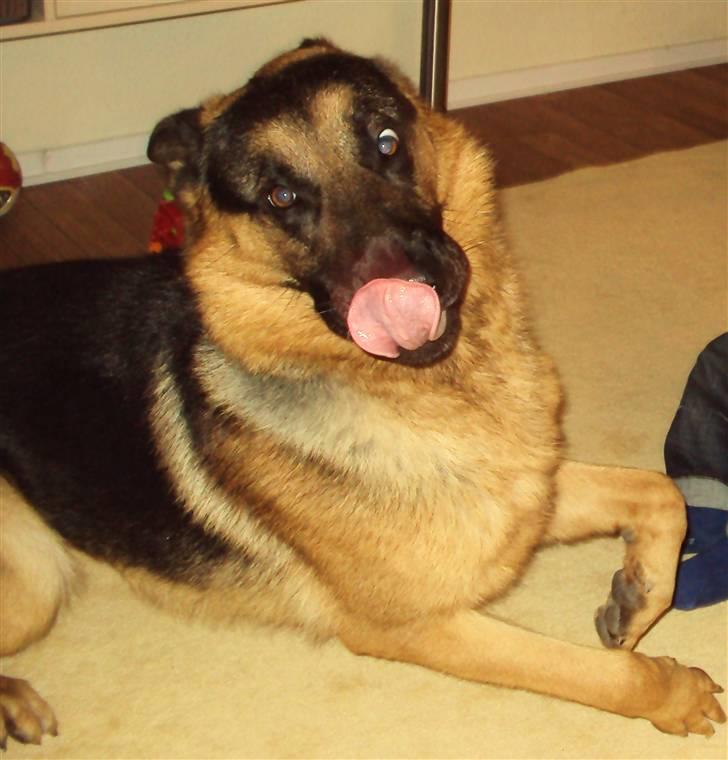 Schæferhund Cato billede 3