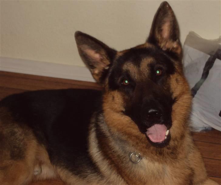 Schæferhund Cato billede 4