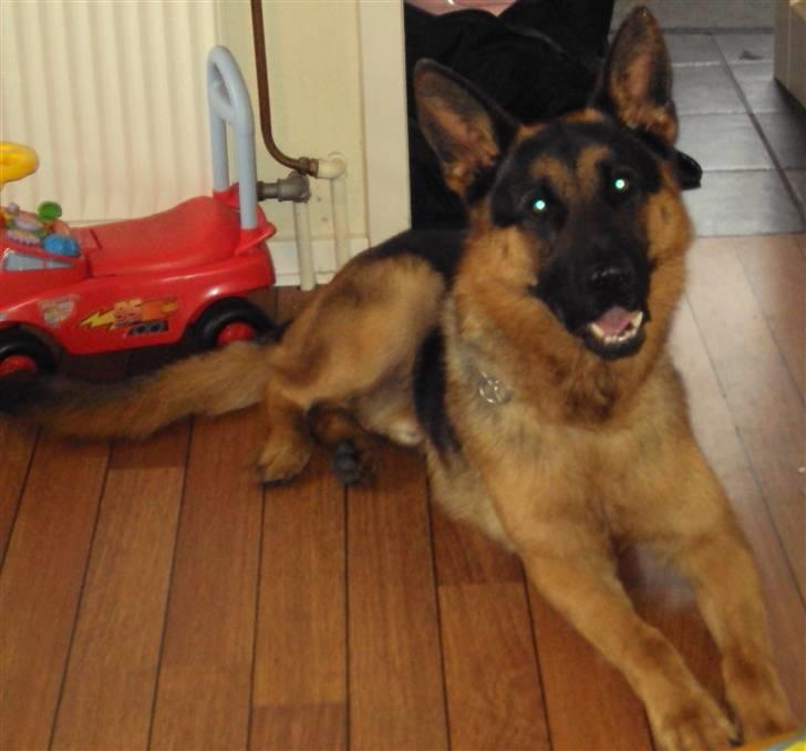 Schæferhund Cato billede 5