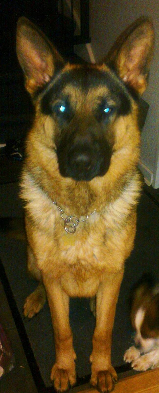 Schæferhund Cato billede 6