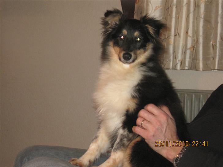 Shetland sheepdog Laika billede 16