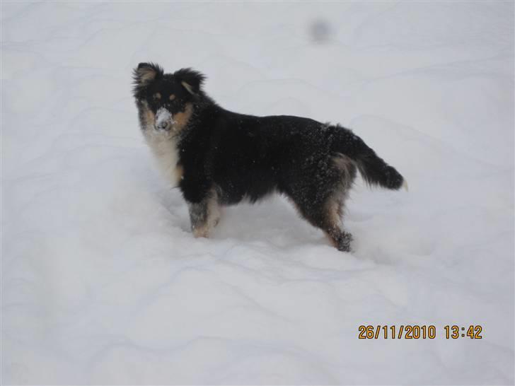 Shetland sheepdog Laika billede 17