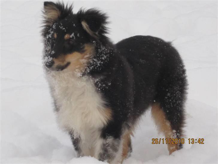 Shetland sheepdog Laika billede 18