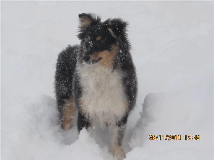 Shetland sheepdog Laika billede 19