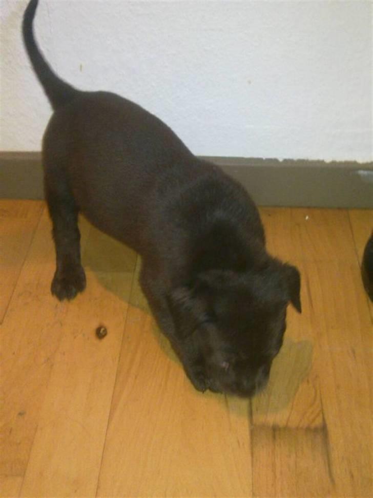 Blanding af racer Basse - ½ måned gammel ca :) billede 1