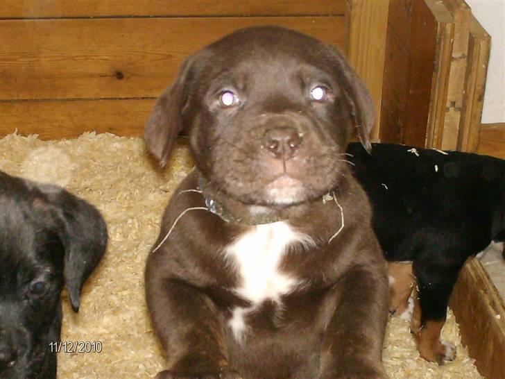 Blanding af racer Basse - iiiih luk mig ud nu :P billede 3