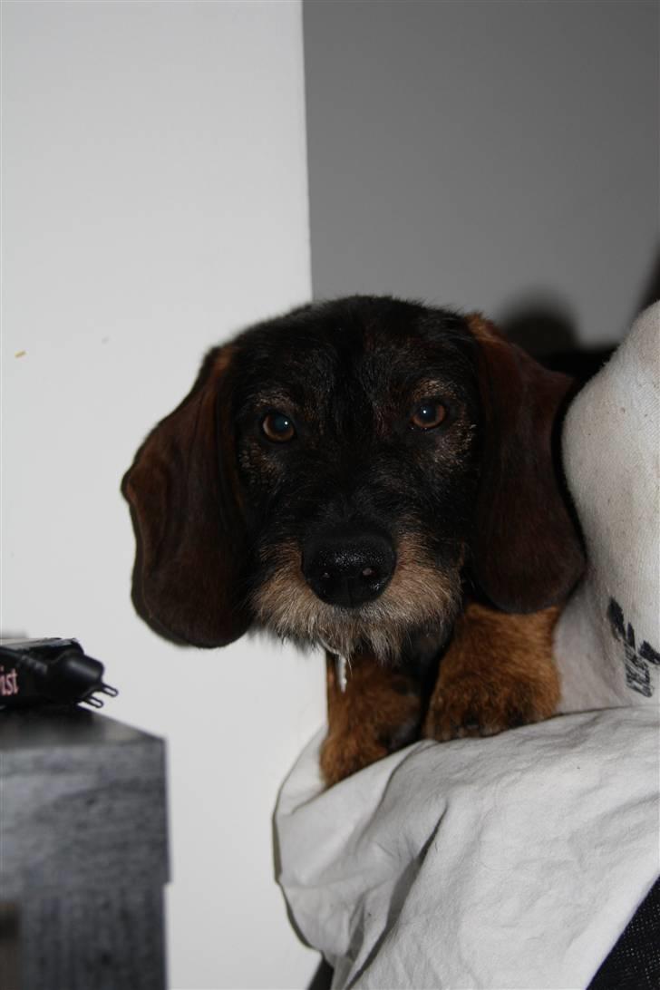 Gravhund Conrad  billede 8