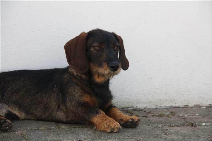 Gravhund Conrad  billede 9