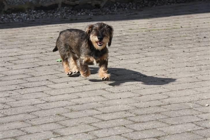 Gravhund Marinus billede 8