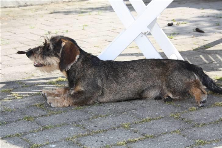 Gravhund Marinus billede 9