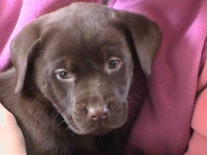 Labrador retriever Nougat - Her er jeg oppe og besøge Nougat første gang billede 4