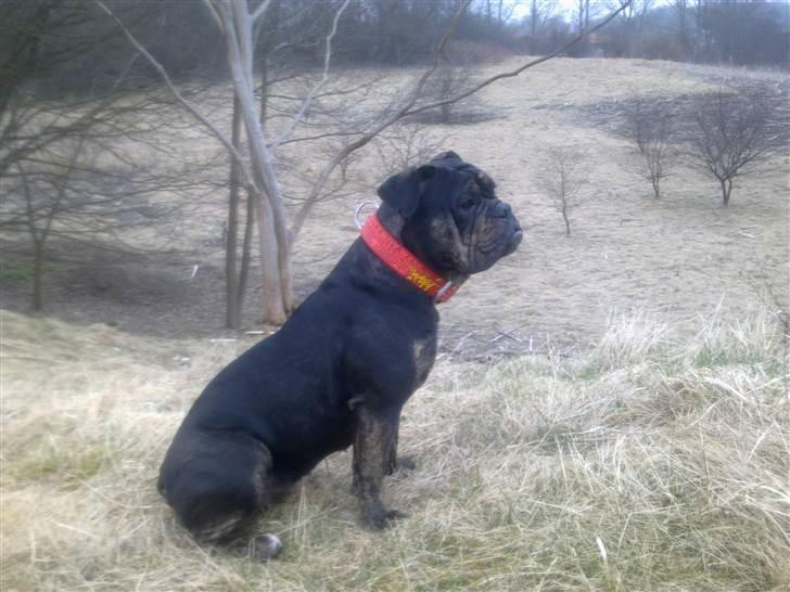 Olde english bulldogge coco  - 8 måneder billede 1