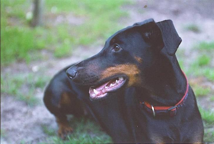 Dobermann Lea Jotunheim´s Laufgy II billede 1