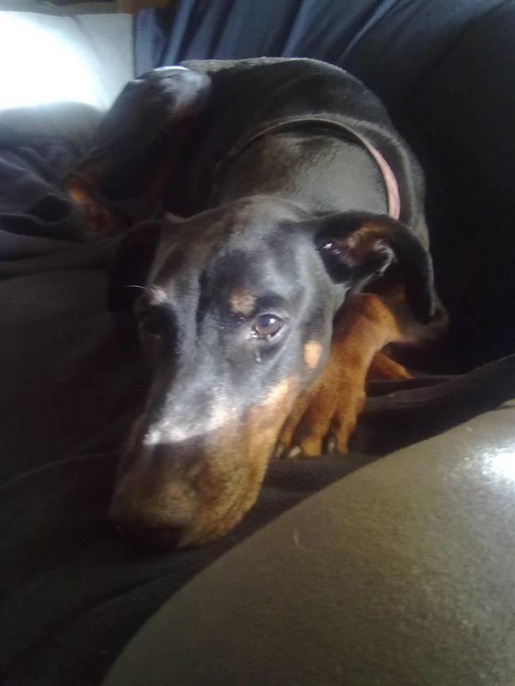 Dobermann Lea Jotunheim´s Laufgy II billede 2