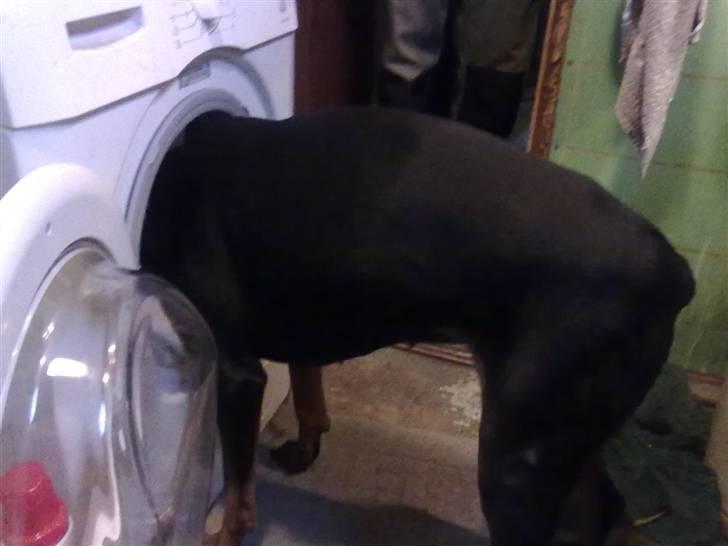 Dobermann Lea Jotunheim´s Laufgy II billede 3