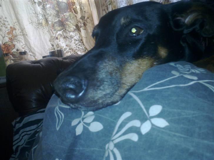 Dobermann Lea Jotunheim´s Laufgy II billede 4