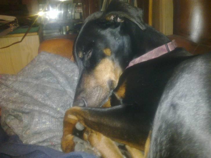 Dobermann Lea Jotunheim´s Laufgy II billede 5