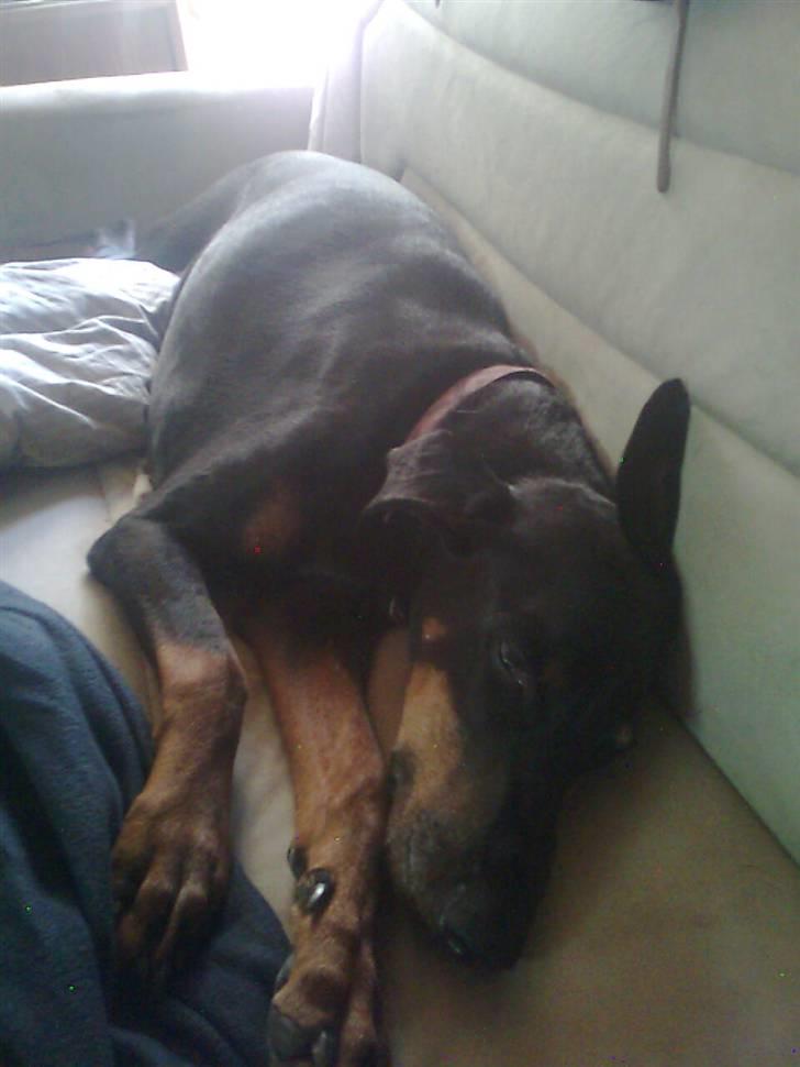 Dobermann Lea Jotunheim´s Laufgy II billede 6