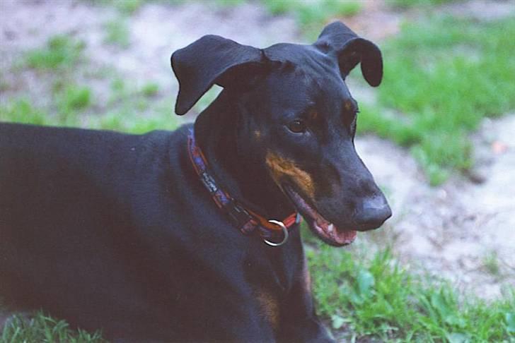 Dobermann Lea Jotunheim´s Laufgy II billede 7