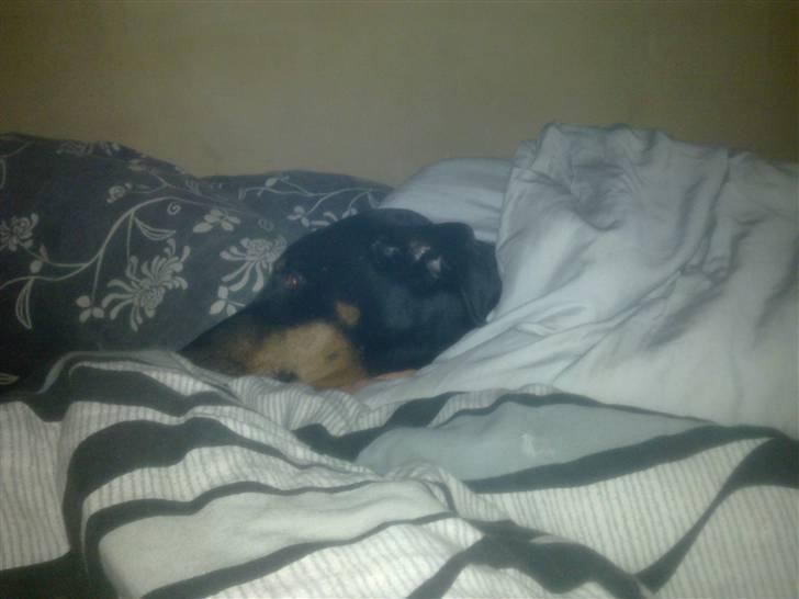 Dobermann Lea Jotunheim´s Laufgy II billede 8