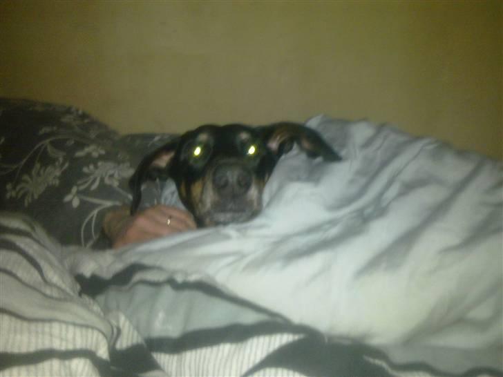 Dobermann Lea Jotunheim´s Laufgy II billede 9