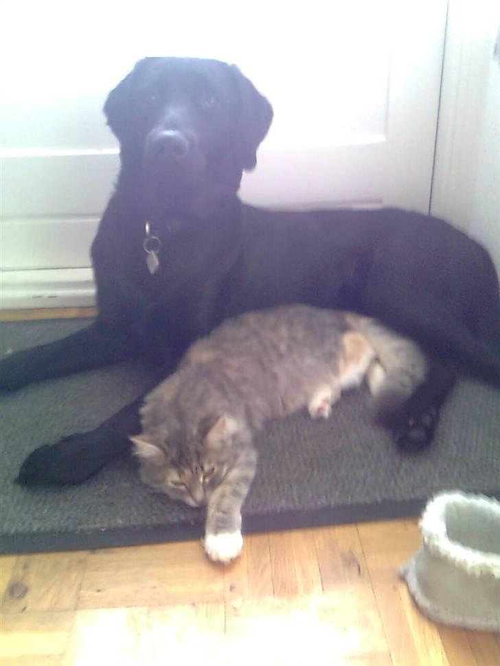 Labrador retriever laban billede 13