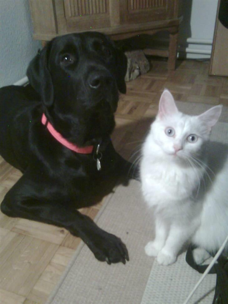 Labrador retriever laban billede 14