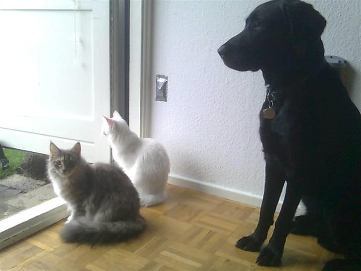 Labrador retriever laban billede 15