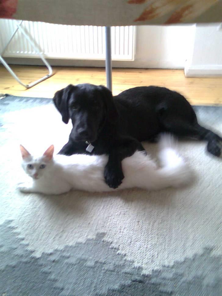 Labrador retriever laban billede 16