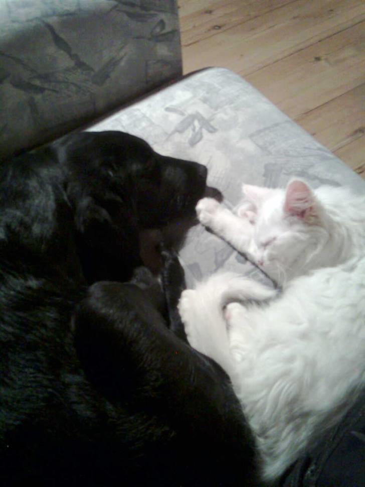 Labrador retriever laban billede 17