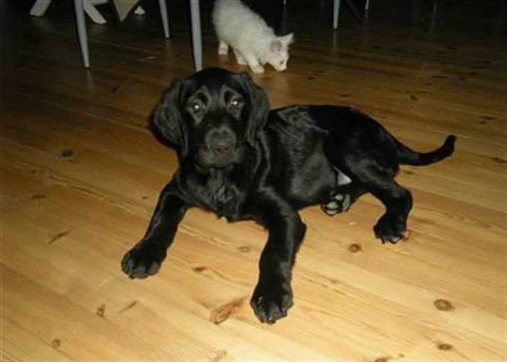 Labrador retriever laban billede 20