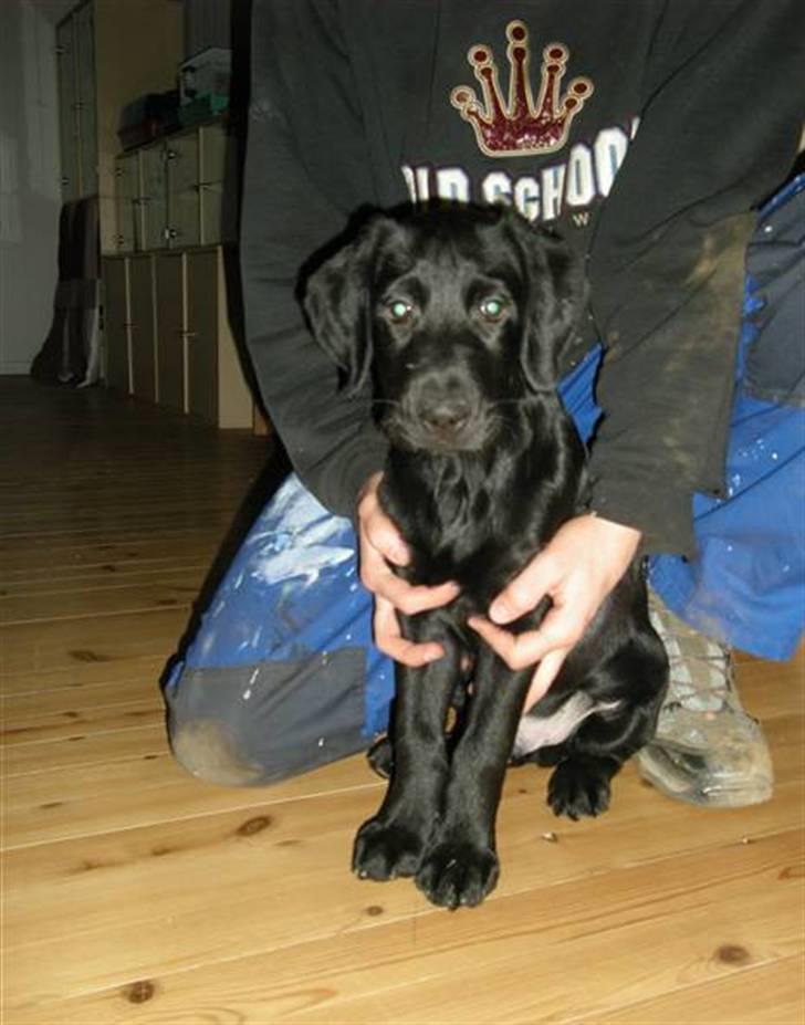 Labrador retriever laban billede 19