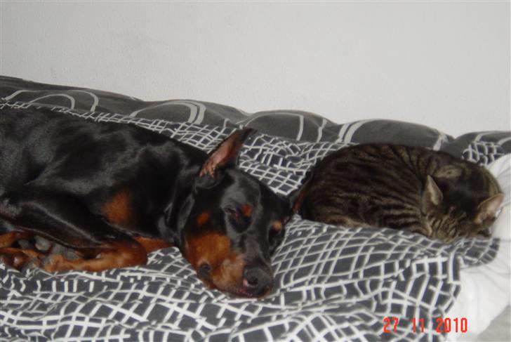 Dobermann Nadal di altobello(DINO) billede 4