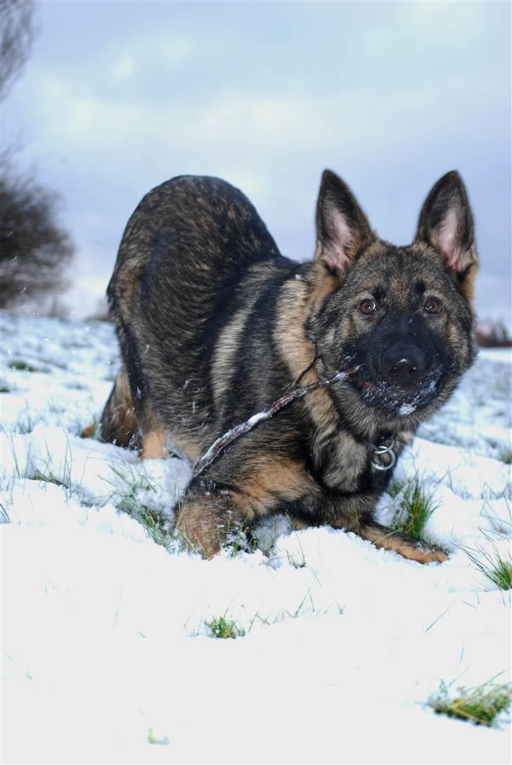 Schæferhund Coffey billede 11