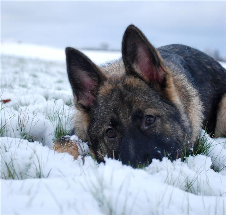 Schæferhund Coffey billede 12