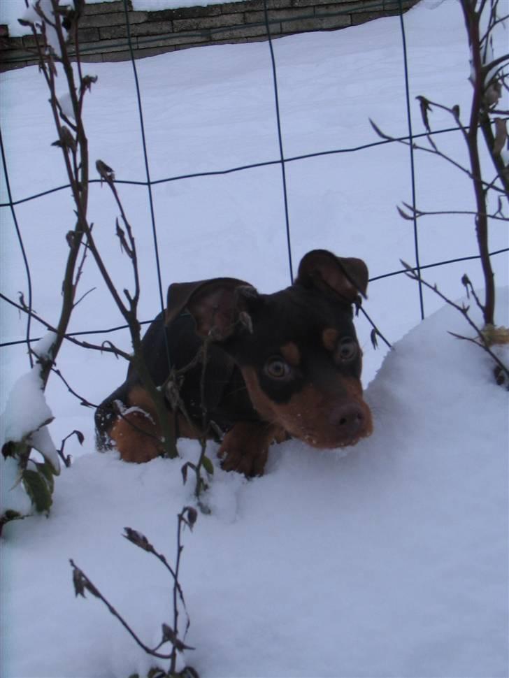 Blanding af racer Choko billede 10