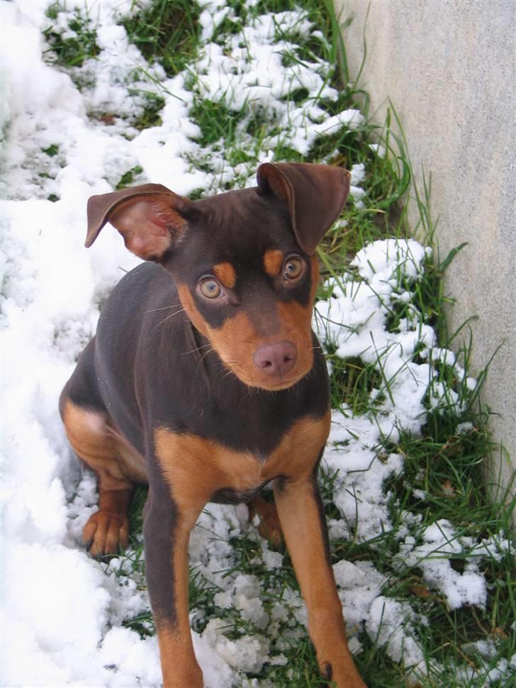 Blanding af racer Choko billede 12