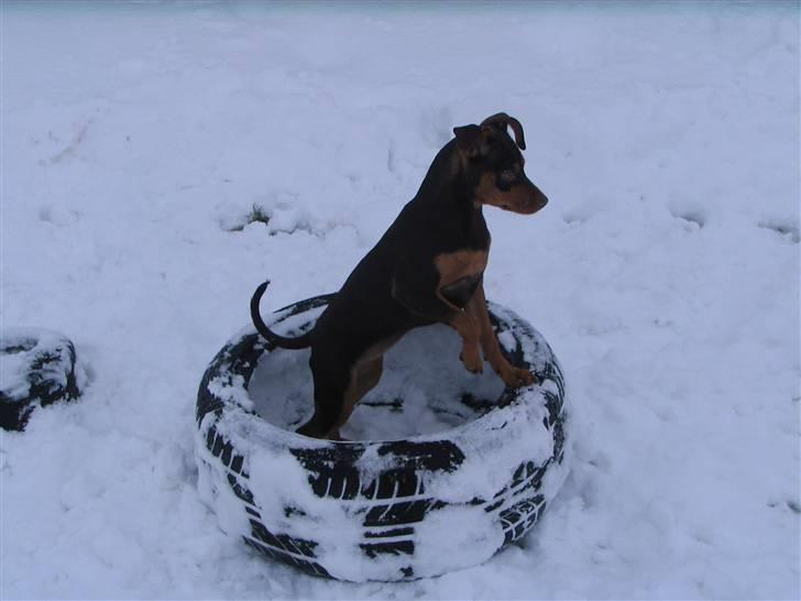 Blanding af racer Choko - Jeg kan da sagtens gemme mig i Aslans dæk billede 13