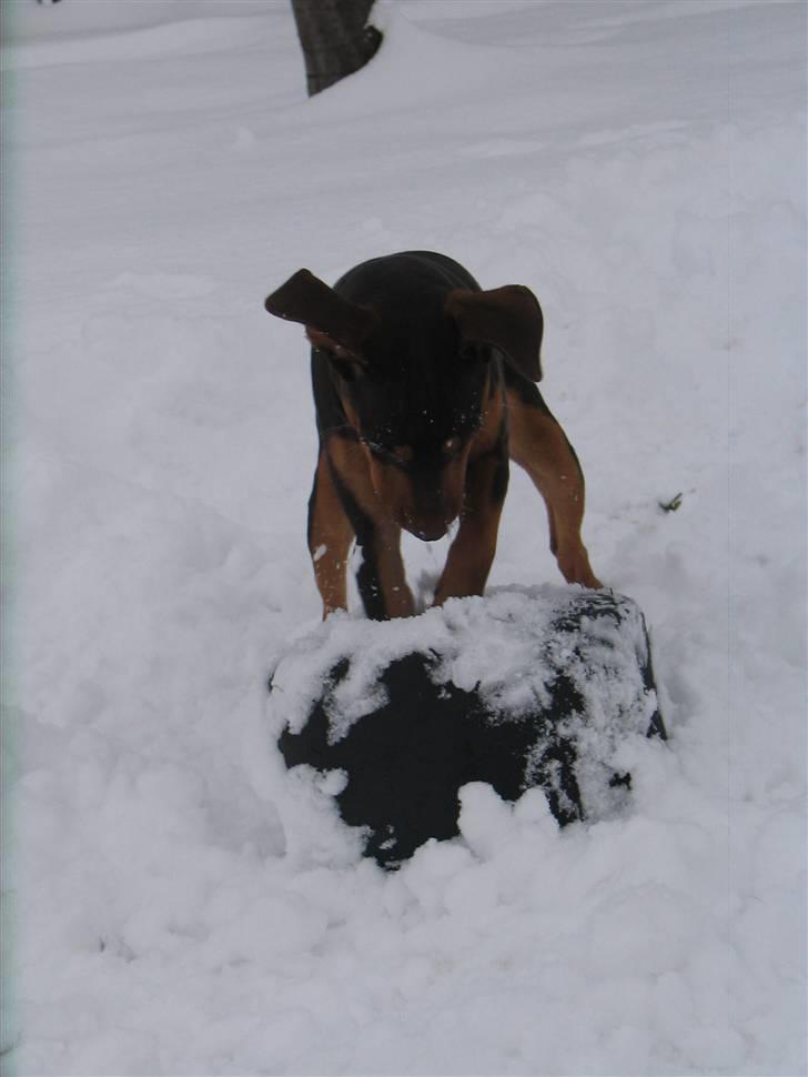 Blanding af racer Choko - uuuhhh den skal ha skal den billede 14