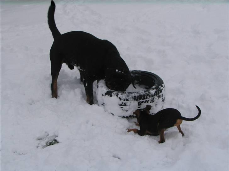 Blanding af racer Choko - tit tiiit billede 15