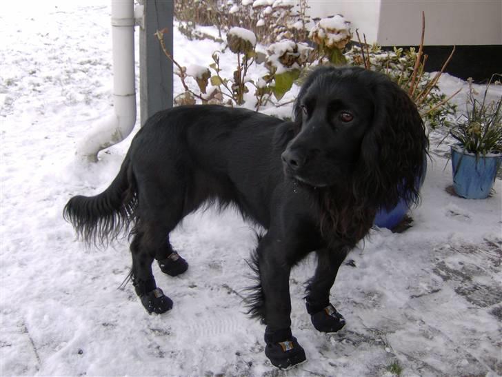 Field Trial Cockerspaniel Audi - Audi har fået sko på... billede 9