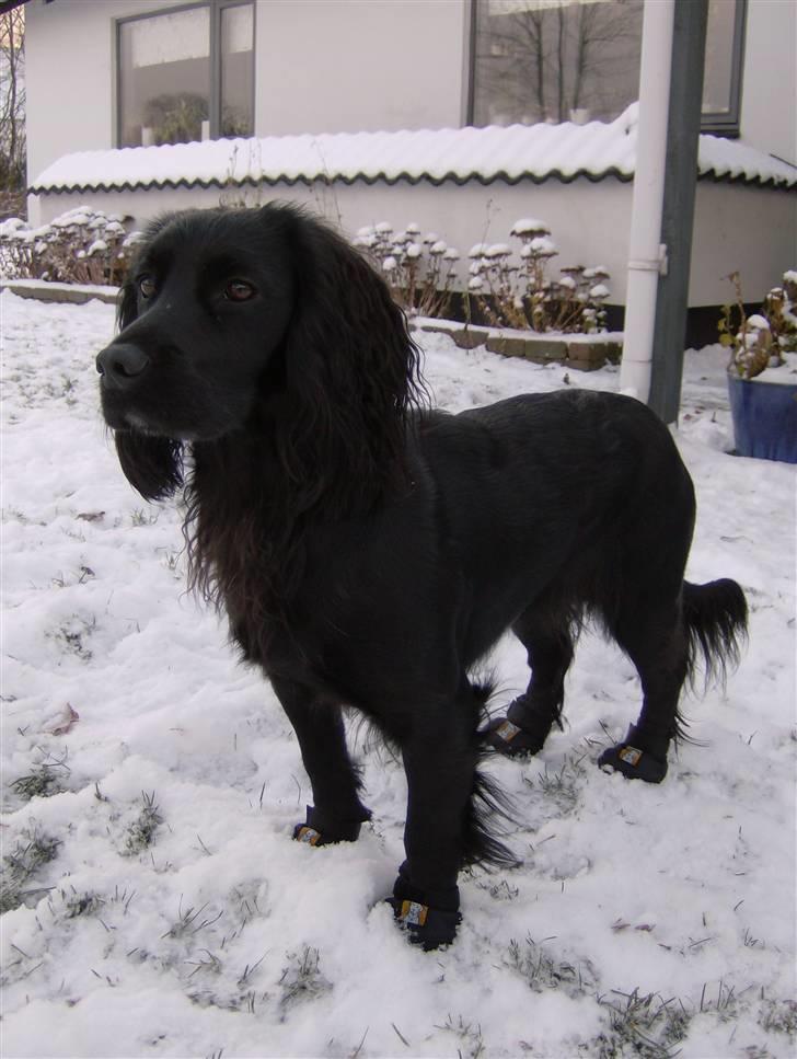 Field Trial Cockerspaniel Audi - Audi med de nye sko billede 10