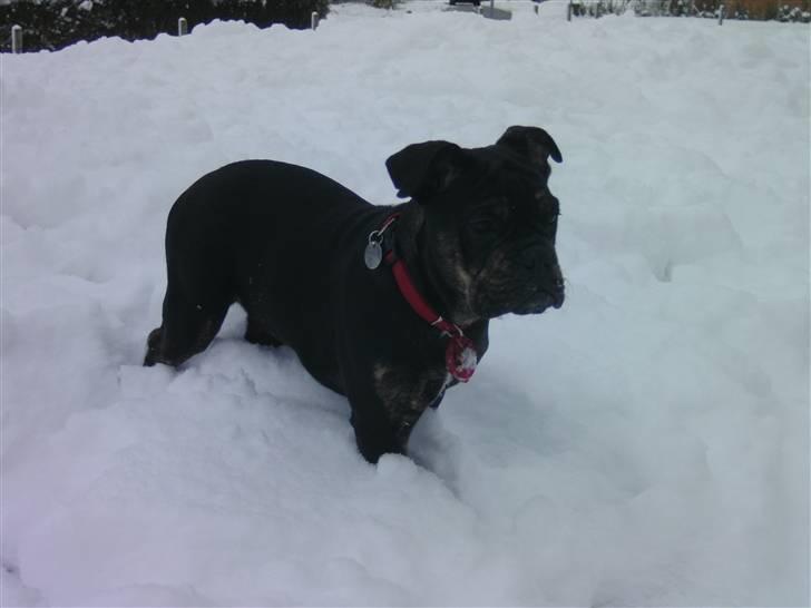 Olde english bulldogge coco  - 4 måneder billede 3