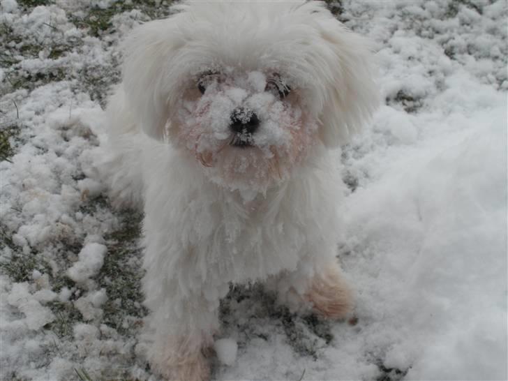 Malteser Felix - elllllsssker sne. 7 mdr. gammel billede 10