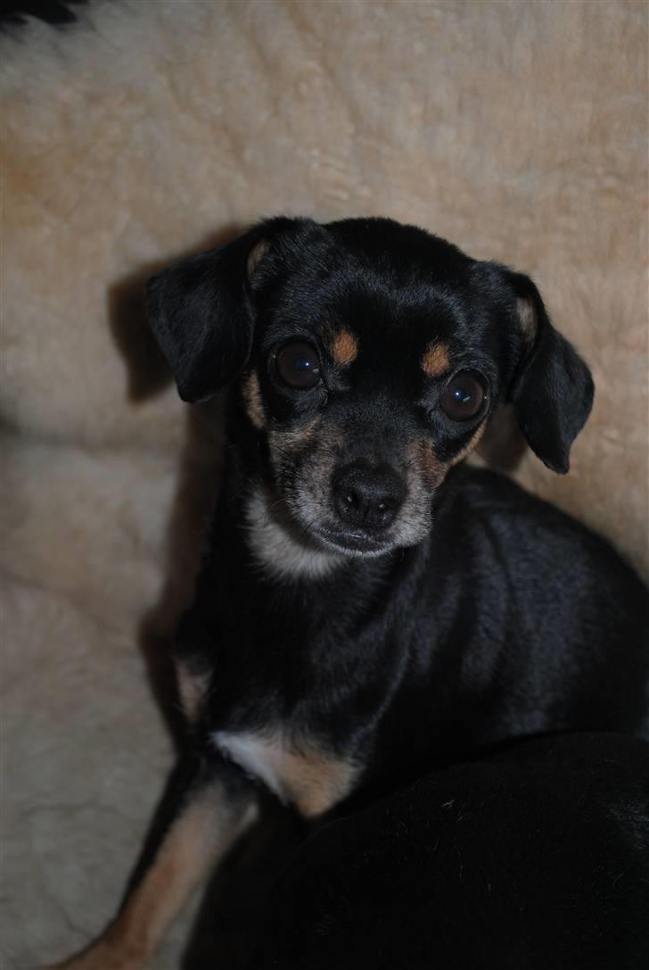 Blanding af racer Edith P billede 8