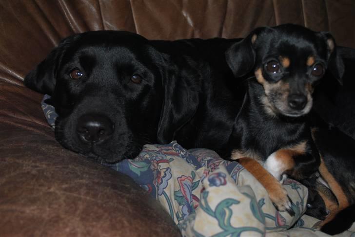 Blanding af racer Edith P - Edith sammen med min mors hund Josefine billede 9